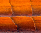 Sandstone Lattice, South Coyote Buttes, Arizona (4x5)